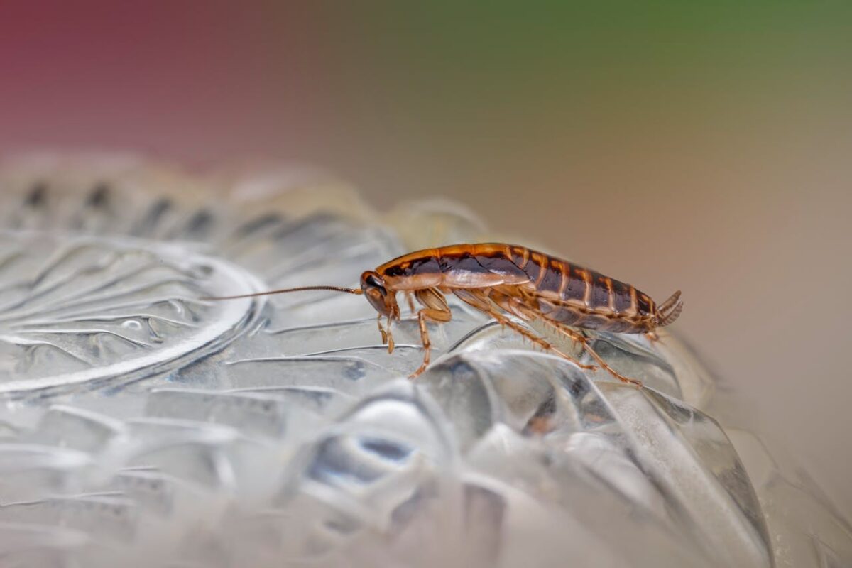 Macro shot of a cockroach on a textured glass surface, highlighting its detailed anatomy.